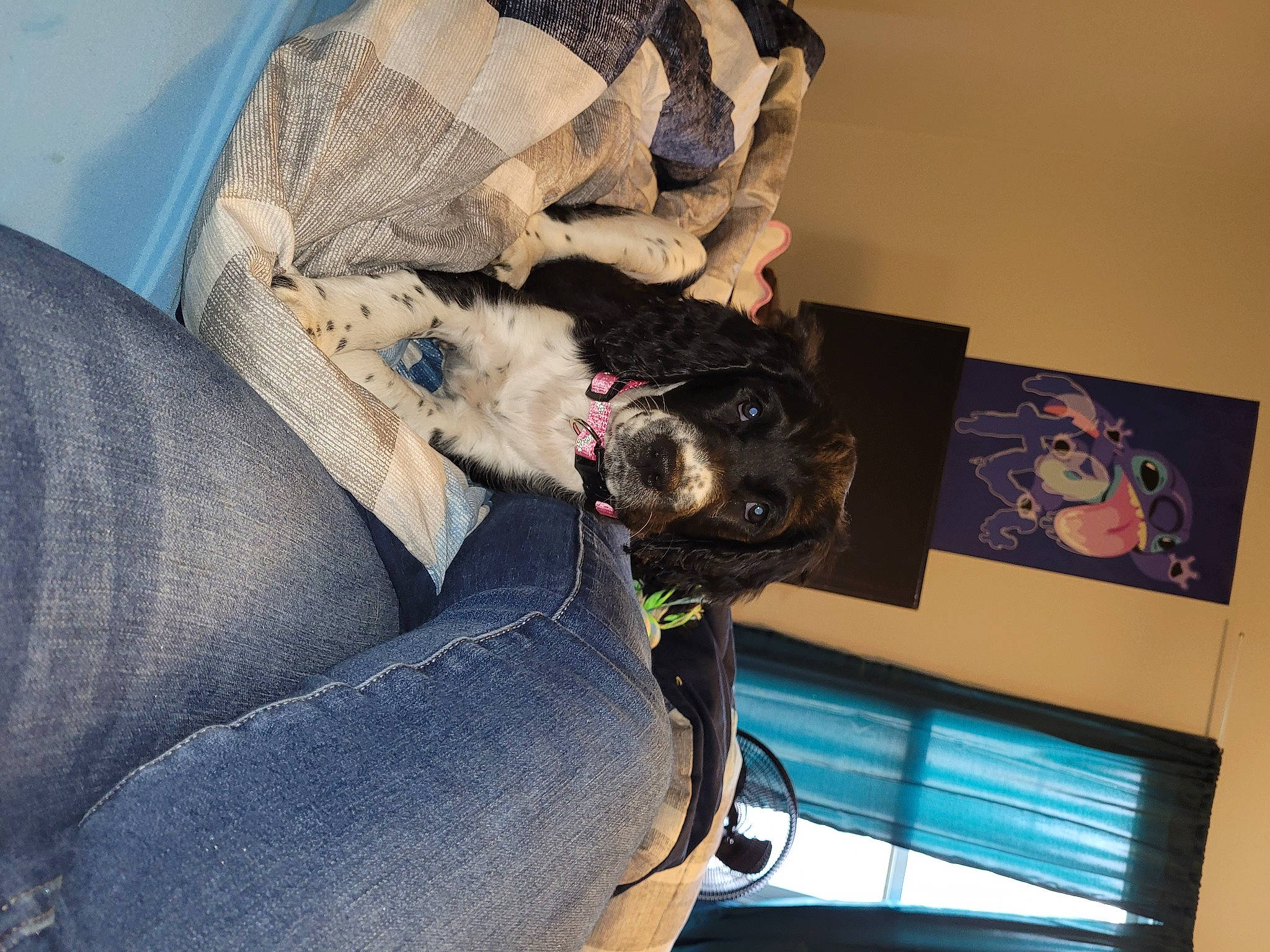 Lucy joined the competition — help win amazing prizes! bag, baggage, canidae, carnivore, comfort, companion_dog, couch, dog, dog_breed, dog_supply, fawn, felidae, fur, guard_dog, personal_protective_equipment, small_to_medium_sized_cats, snout, sporting_group, whiskers, working_animal