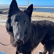 Angus a rejoint le concours — aidez-le/la à gagner de superbes lots ! dog, black_dog, long_hair, fluffy, pointy_ears, standing, outdoor, beach, waterfront, sand, ocean, pier, railing, blue_sky, sunny, pet, collar, leash, animal_portrait, shoreline