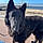 Angus