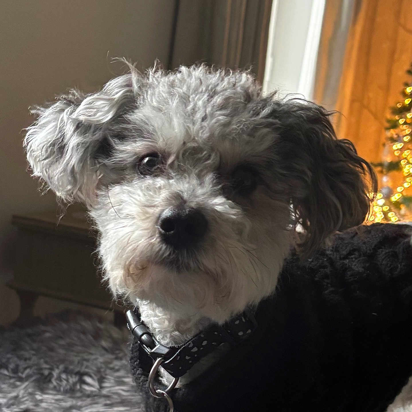 Milo is registered to the contest to win money with this photo: animal, background, black_sweater, carpet, close_up, collar, companion, cozy, curious, curly_hair, cute, dog, domestic_animal, fur, furniture, holiday_lights, indoor, pet, portrait, small_dog