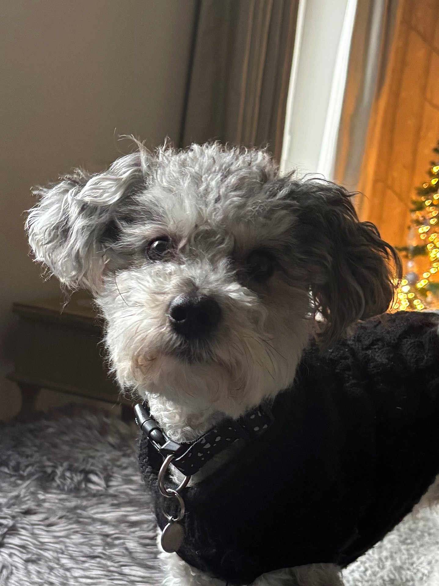 Milo is registered to the contest to win money with this photo: dog, pet, curly_hair, black_sweater, collar, indoor, furniture, carpet, holiday_lights, background, close_up, cute, animal, fur, domestic_animal, companion, portrait, small_dog, curious, cozy