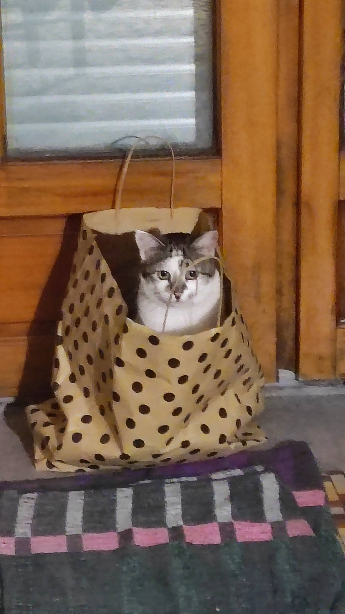 Isis participe au concours pour gagner de l'argent avec cette photo : carnivore, cat, domestic_short_haired_cat, door, felidae, flooring, fur, hardwood, linens, pattern, paw, sitting, small_to_medium_sized_cats, tail, terrestrial_animal, toy, whiskers, window, wood