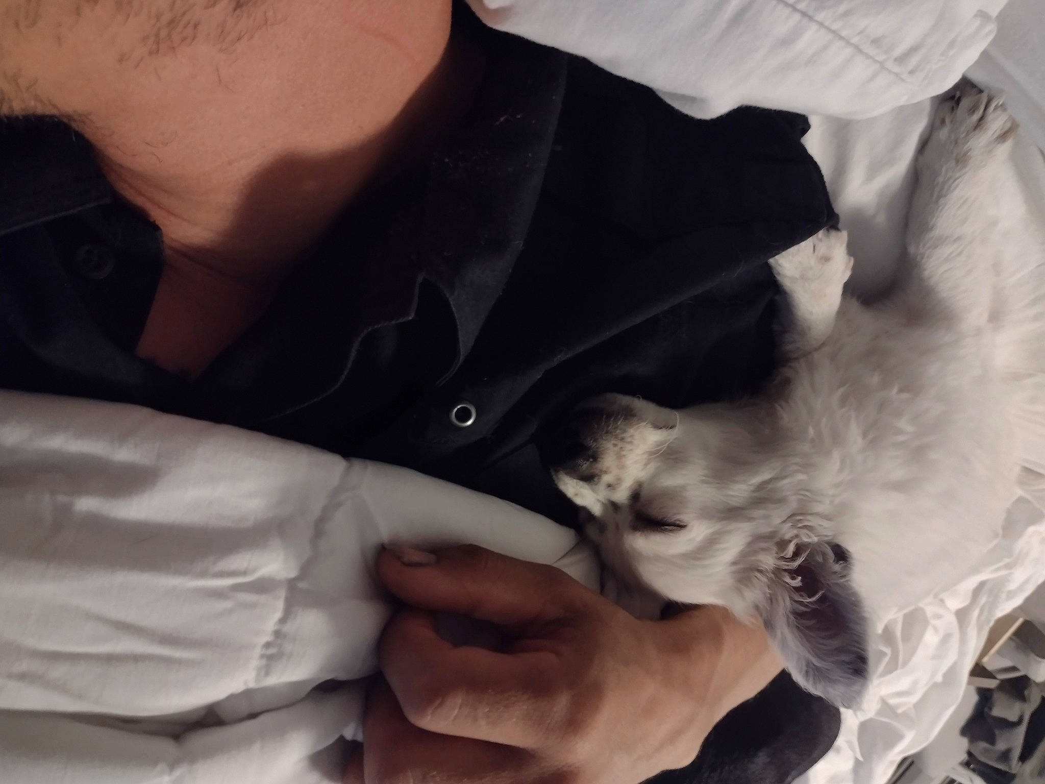 Caine is registered to the contest to win money with this photo: beard, carnivore, comfort, companion_dog, dress_shirt, elbow, eyelash, felidae, finger, formal_wear, gesture, hand, happy, jaw, nail, neck, sleeve, small_to_medium_sized_cats, whiskers, wrist