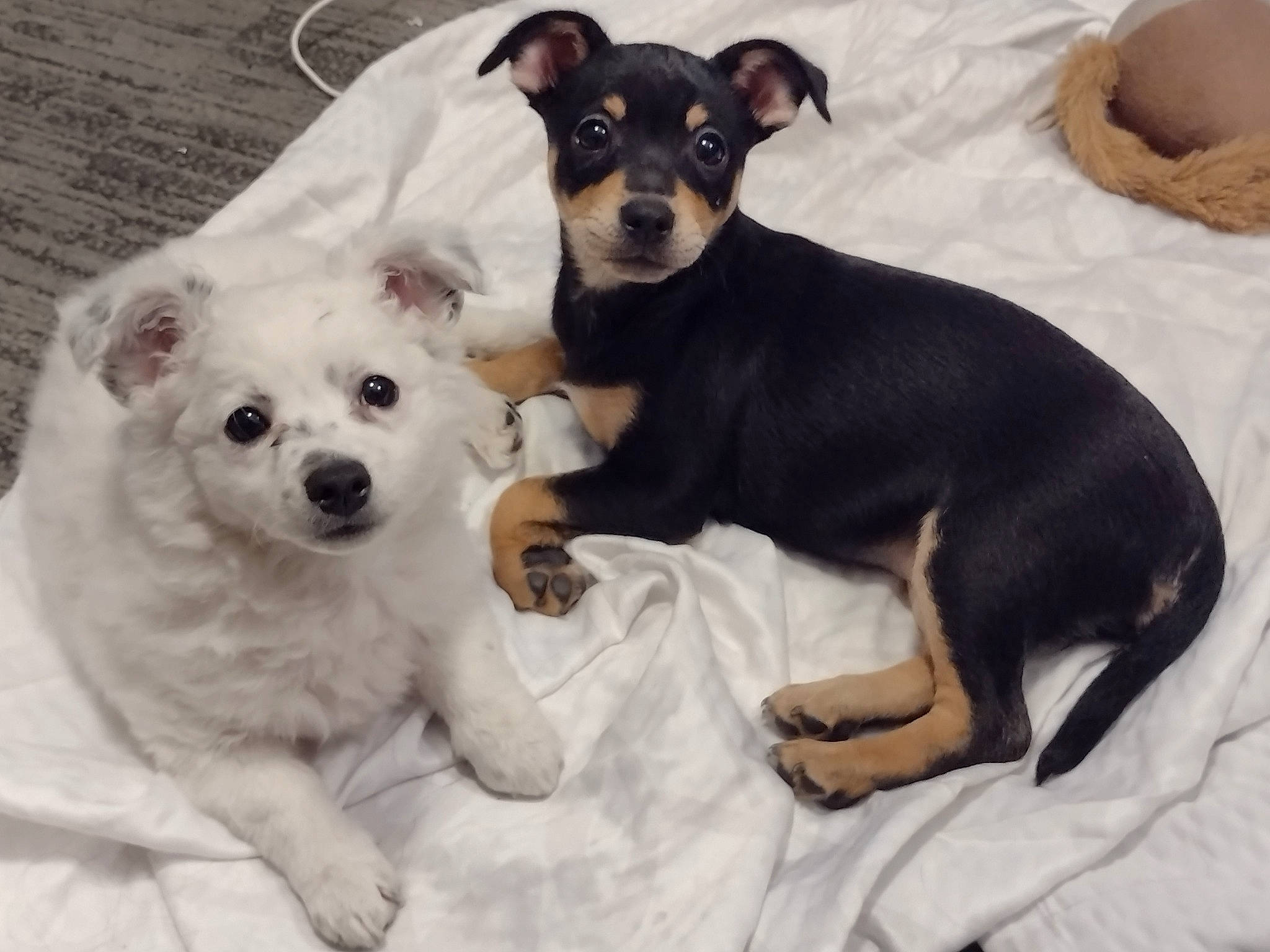 Caine is registered to the contest to win money with this photo: ancient_dog_breeds, carnivore, chihuahua, comfort, companion_dog, dog, dog_breed, dog_supply, drinkware, fur, paw, pet_supply, puppy_love, small_terrier, snout, sporting_group, terrier, toy_dog, whiskers, working_animal