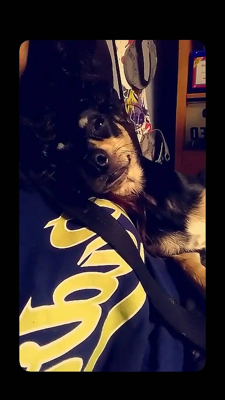 Cali joined the competition — help win amazing prizes! art, canidae, carnivore, companion_dog, darkness, dog, dog_breed, electric_blue, felidae, fictional_character, font, fur, graphics, rectangle, snout, sporting_group, t_shirt, tints_and_shades, visual_arts, whiskers