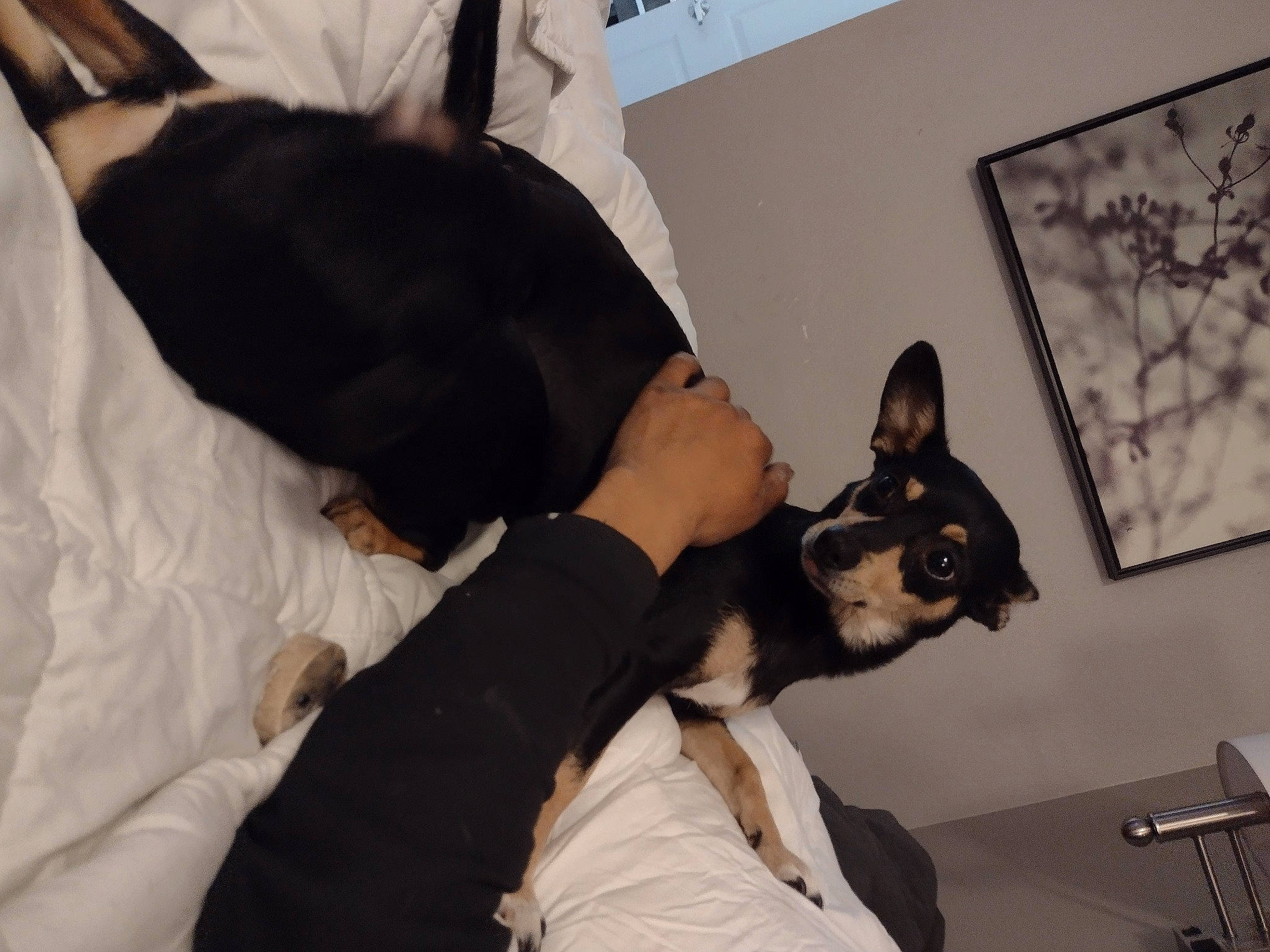 Cali joined the competition — help win amazing prizes! canidae, carnivore, comfort, companion_dog, dog, dog_breed, ear, elbow, event, fawn, guard_dog, mammal, picture_frame, pinscher, prazsky_krysarik, snout, sporting_group, toy_dog, vertebrate, whiskers