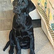 Phoebe is registered to the contest to win money with this photo: dog, puppy, labrador, black_dog, pet, indoor, carpet, sofa, floor, cute, animal, canine, young_dog, domestic, fur, sitting, attentive, looking_up, ears, paw