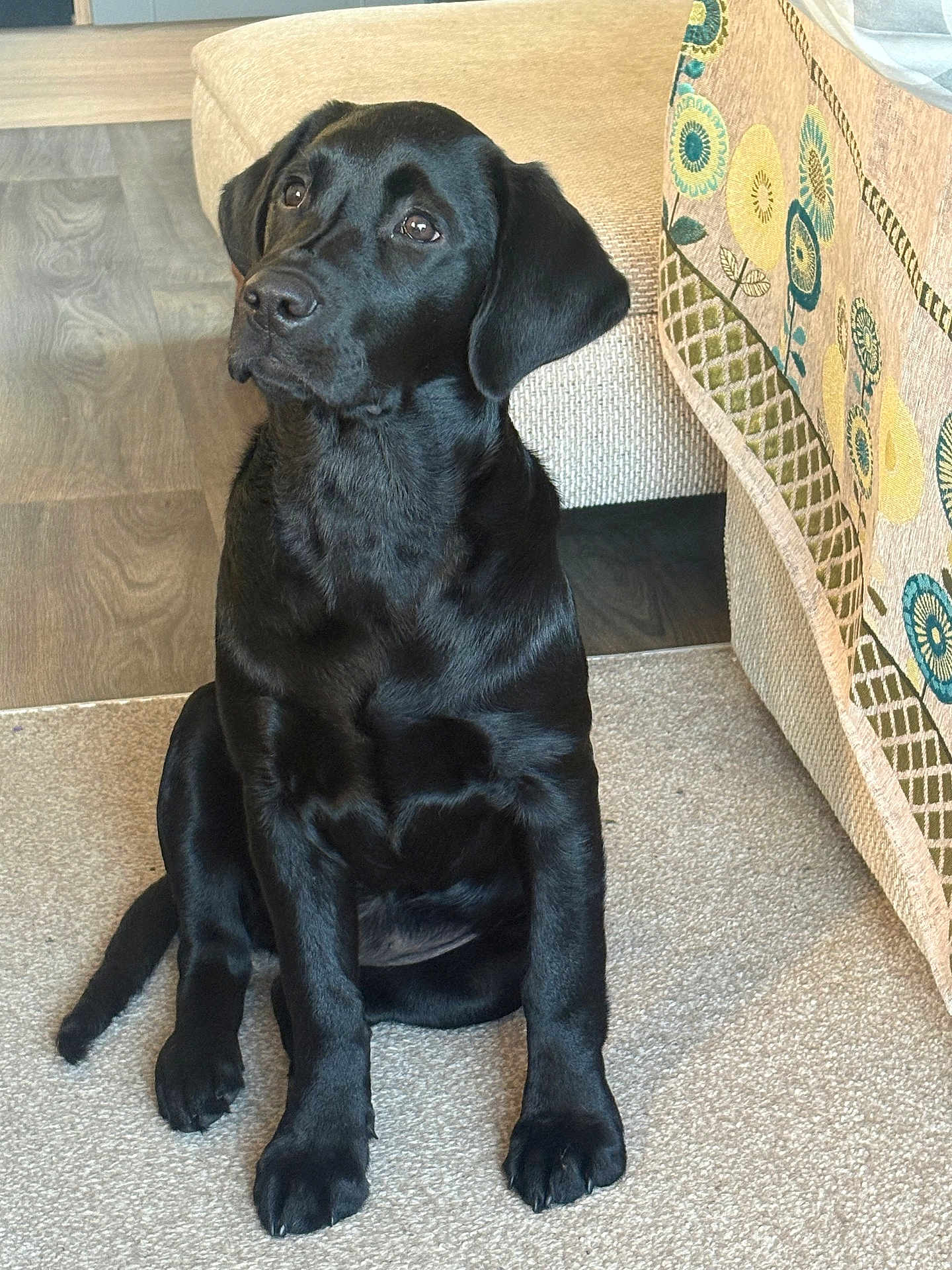 Phoebe is registered to the contest to win money with this photo: dog, puppy, labrador, black_dog, pet, indoor, carpet, sofa, floor, cute, animal, canine, young_dog, domestic, fur, sitting, attentive, looking_up, ears, paw