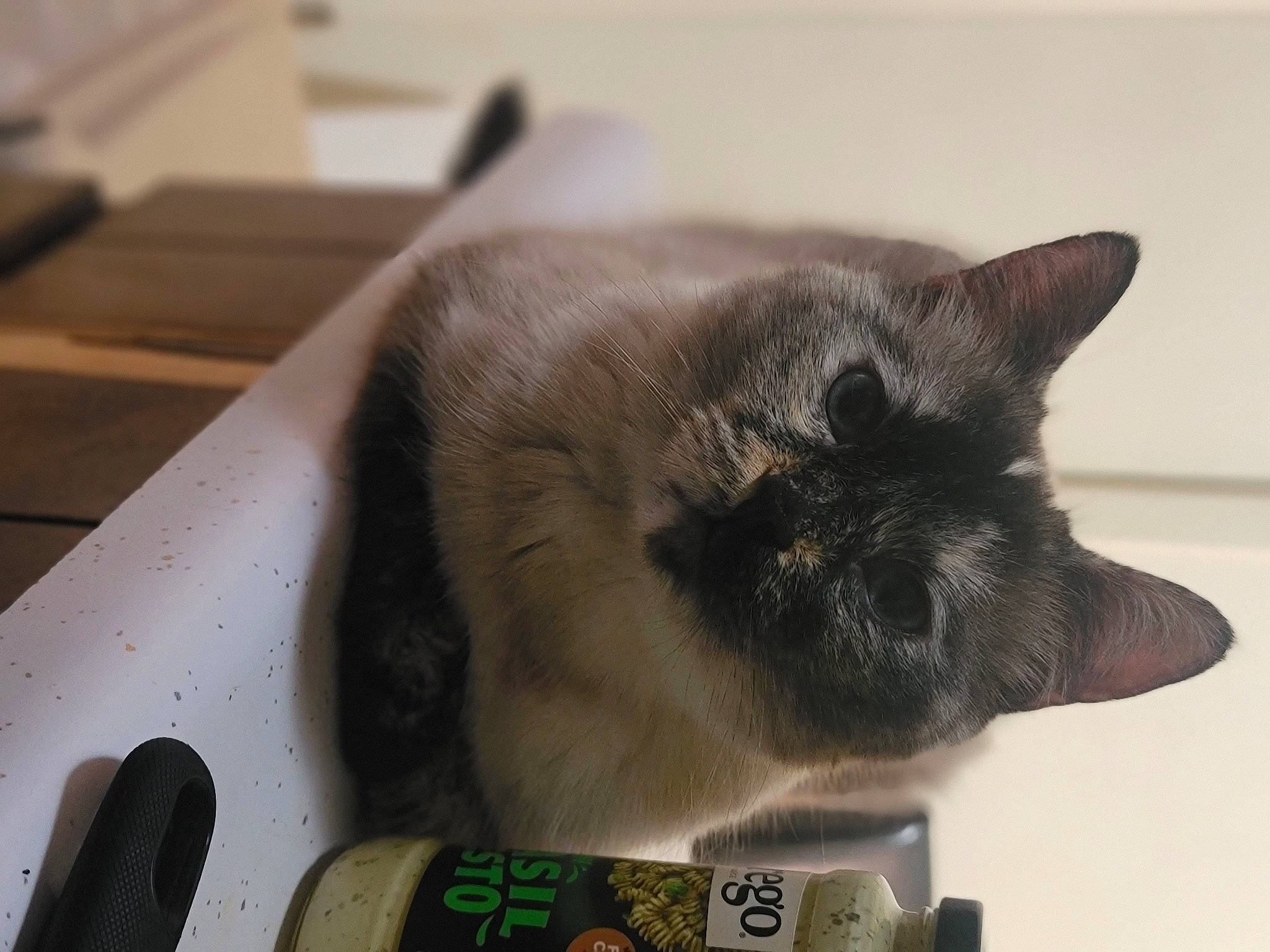 Whitney is registered to the contest to win money with this photo: bottle, box, carnivore, cat, domestic_short_haired_cat, fawn, felidae, fur, hardwood, room, small_to_medium_sized_cats, snout, table, tail, thai, whiskers, wood