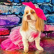 Popcorn is registered to the contest to win money with this photo: accessory, animal, brick_wall, colorful_background, costume, cute, dog, fashion, fluffy, furry, heart_design, indoor, pearl_necklace, pet, pink_bow, portrait, posing, studio, tutu_skirt, white_sweater