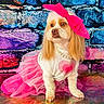 accessory, animal, brick_wall, colorful_background, costume, cute, dog, fashion, fluffy, furry, heart_design, indoor, pearl_necklace, pet, pink_bow, portrait, posing, studio, tutu_skirt, white_sweater