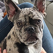 Ulys a rejoint le concours — aidez-le/la à gagner de superbes lots ! dog, french_bulldog, brindle, pet, lap, ears, eyes, indoor, couch, blanket, person, hand, close_up, fur, canine, animal, companion, sitting, portrait, cozy