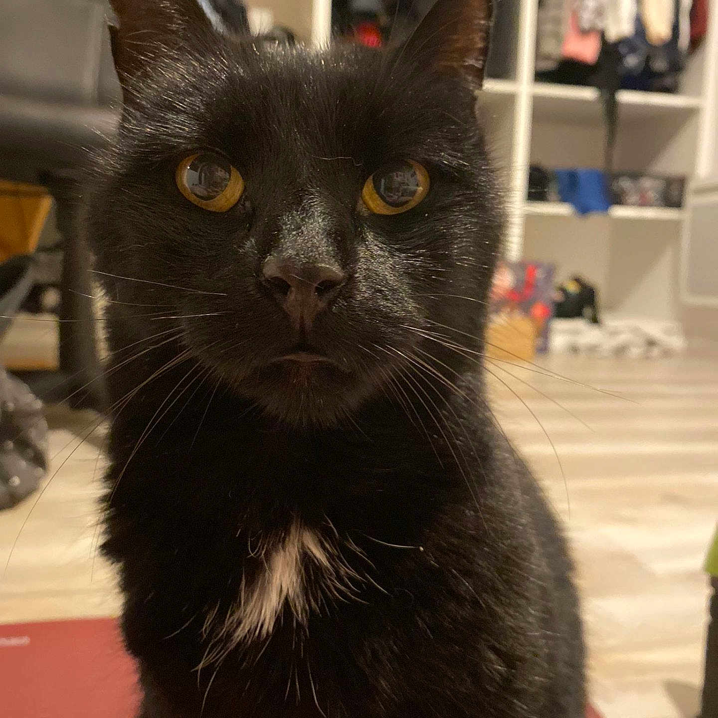 Titoo participe au concours pour gagner de l'argent avec cette photo : animal, background, black_cat, cat, close_up, cute, domestic, feline, fur, furniture, home, indoor, looking, mammal, pet, portrait, sitting, whiskers, white_patch, yellow_eyes