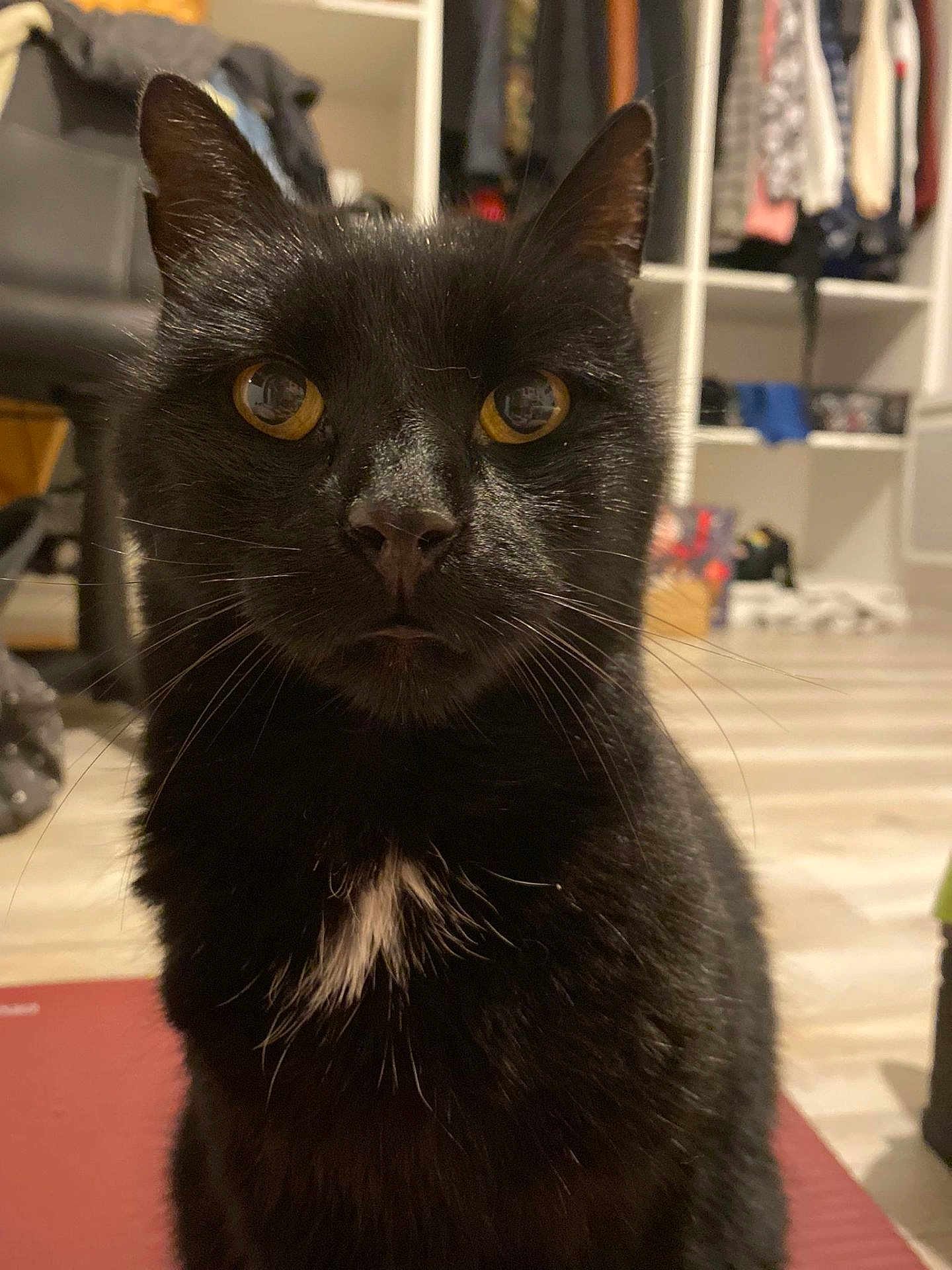 Titoo participe au concours pour gagner de l'argent avec cette photo : cat, black_cat, pet, indoor, close_up, yellow_eyes, fur, whiskers, animal, cute, looking, portrait, mammal, domestic, feline, white_patch, sitting, background, furniture, home