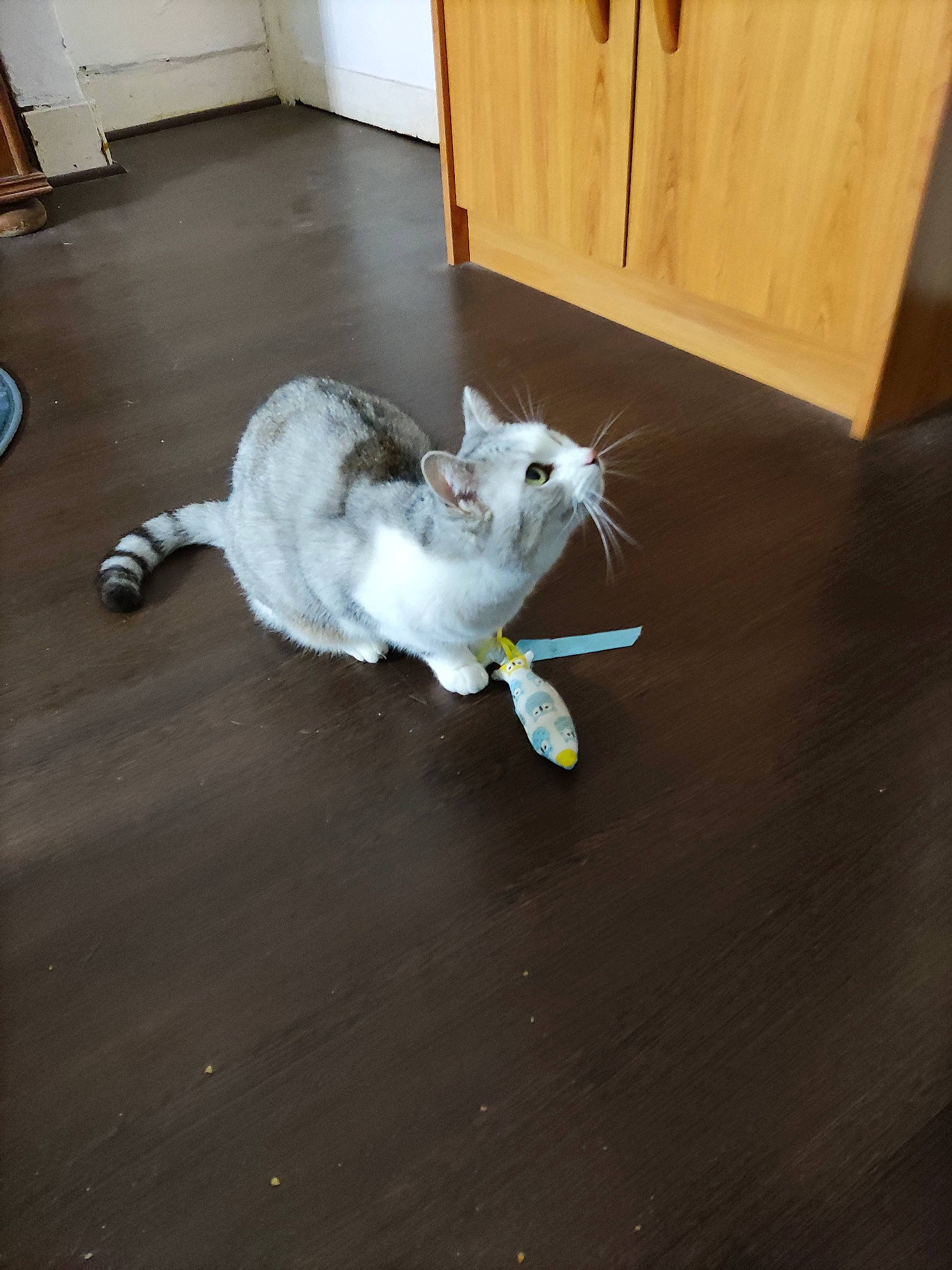 Grisette participe au concours pour gagner de l'argent avec cette photo : carnivore, cat, cat_toy, companion_dog, dog_breed, door, fawn, felidae, floor, flooring, grey, hardwood, laminate_flooring, paw, small_to_medium_sized_cats, snout, tail, whiskers, wood, wood_flooring