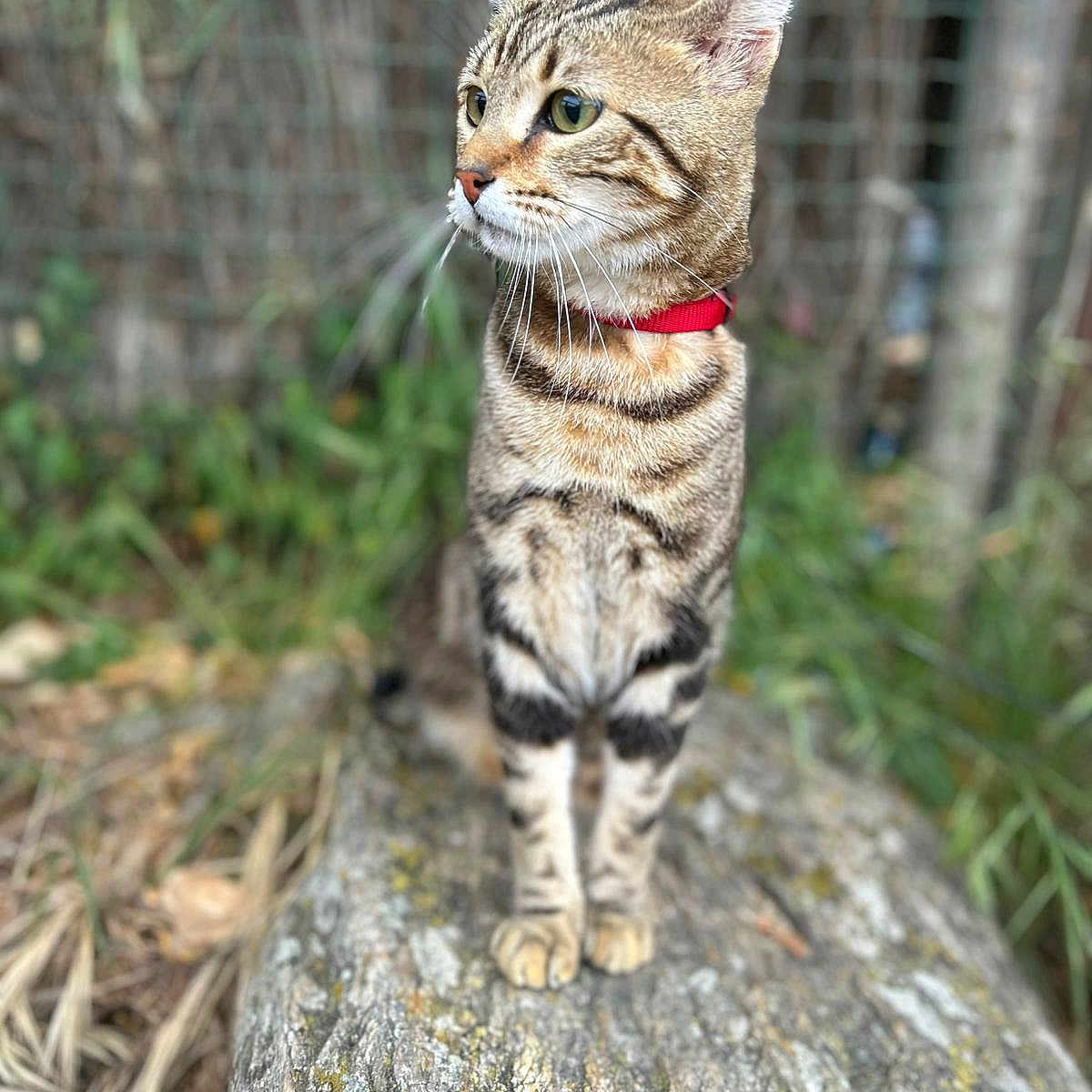 Romeo participe au concours pour gagner de l'argent avec cette photo : abyssinian, accessories, animal, cat, countryside, egyptiancat, grass, harness, kitten, leash, manx, nature, ocelot, outdoors, pet, plant, rock, strap, straw