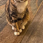 Sunny is registered to the contest to win money with this photo: abyssinian, adult, animal, cat, clothing, footwear, hardwood, homedecor, indoors, interiordesign, male, man, manx, mat, person, pet, plywood, rug, shoe, wood
