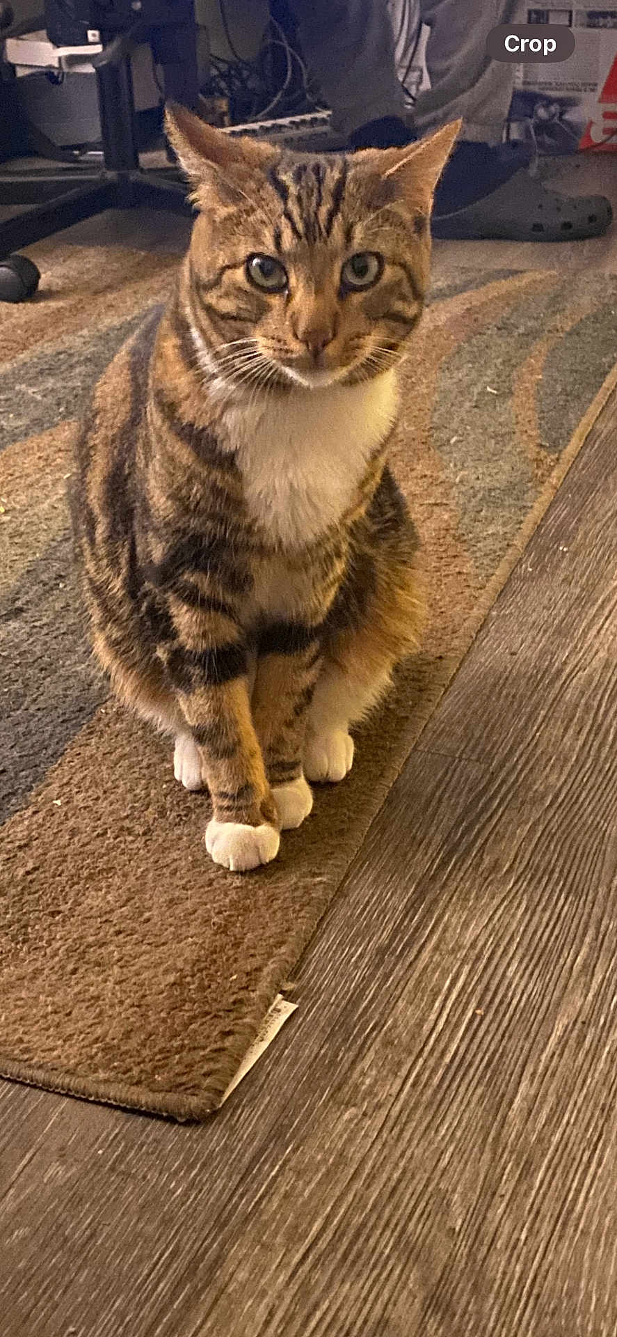 Sunny is registered to the contest to win money with this photo: abyssinian, adult, animal, cat, clothing, footwear, hardwood, homedecor, indoors, interiordesign, male, man, manx, mat, person, pet, plywood, rug, shoe, wood