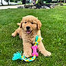 Duke joined the competition — help win amazing prizes! puppy, dog, golden_retriever, outdoor, grass, lawn, pet, animal, cute, happy, smiling, sitting, lying_down, fluffy, golden_fur, rope_toy, chew_toy, pink_bone, garden, residential_yard