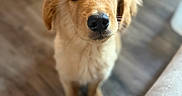 Duke joined the competition — help win amazing prizes! dog, puppy, golden_retriever, golden_fur, pet, animal, portrait, close_up, brown_eyes, black_nose, floppy_ears, sitting, indoors, wooden_floor, home, couch, soft_focus, warm_lighting, adorable, photography