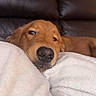 Duke is registered to the contest to win money with this photo: dog, golden_retriever, sleeping, resting, close_up, portrait, brown_fur, black_nose, eyes, whiskers, blanket, white_blanket, couch, indoor, cozy, relaxed, pet, snuggling, soft_texture, home