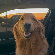 Duke joined the competition — help win amazing prizes! dog, golden_retriever, pet, animal, portrait, smiling, happy, sitting, car, vehicle, interior, sunset, outdoor, fur, floppy_ears, brown_fur, canine, looking_at_camera, closeup, photography