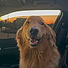 dog, golden_retriever, pet, animal, portrait, smiling, happy, sitting, car, vehicle, interior, sunset, outdoor, fur, floppy_ears, brown_fur, canine, looking_at_camera, closeup, photography