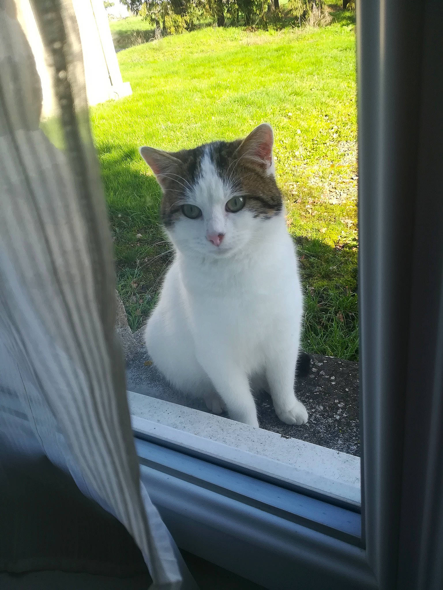 Tiboune participe au concours pour gagner de l'argent avec cette photo : carnivore, cat, domestic_short_haired_cat, felidae, fur, grass, grey, human_body, leaf, plant, sitting, small_to_medium_sized_cats, snout, tail, tints_and_shades, tree, whiskers, window, windshield, wood