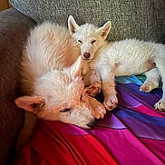 Frost And Storm joined the competition — help win amazing prizes! animal, blanket, companion, couch, cozy, cute, dog, fluffy, fur, home, indoors, paw, pet, puppy, relaxation, resting, sleeping, snuggle, white, young