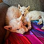 animal, blanket, companion, couch, cozy, cute, dog, fluffy, fur, home, indoors, paw, pet, puppy, relaxation, resting, sleeping, snuggle, white, young