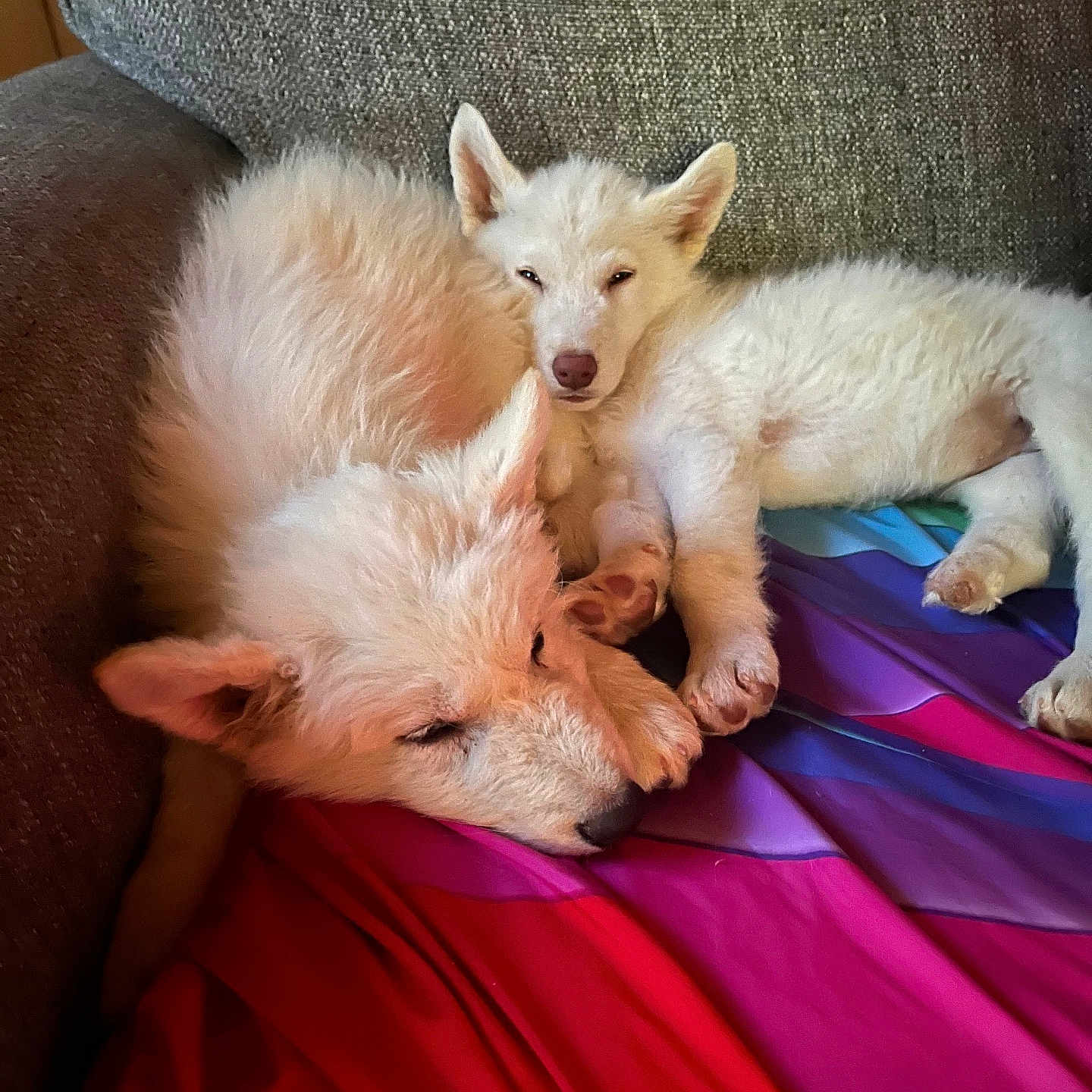 Frost And Storm joined the competition — help win amazing prizes! animal, blanket, companion, couch, cozy, cute, dog, fluffy, fur, home, indoors, paw, pet, puppy, relaxation, resting, sleeping, snuggle, white, young