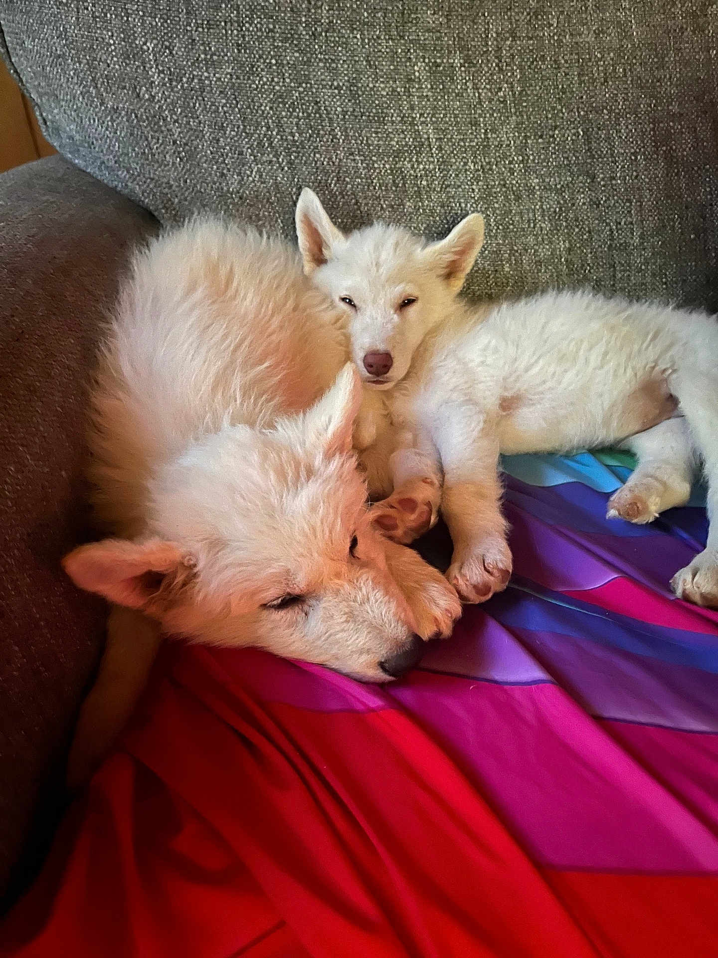 Frost And Storm joined the competition — help win amazing prizes! animal, blanket, companion, couch, cozy, cute, dog, fluffy, fur, home, indoors, paw, pet, puppy, relaxation, resting, sleeping, snuggle, white, young