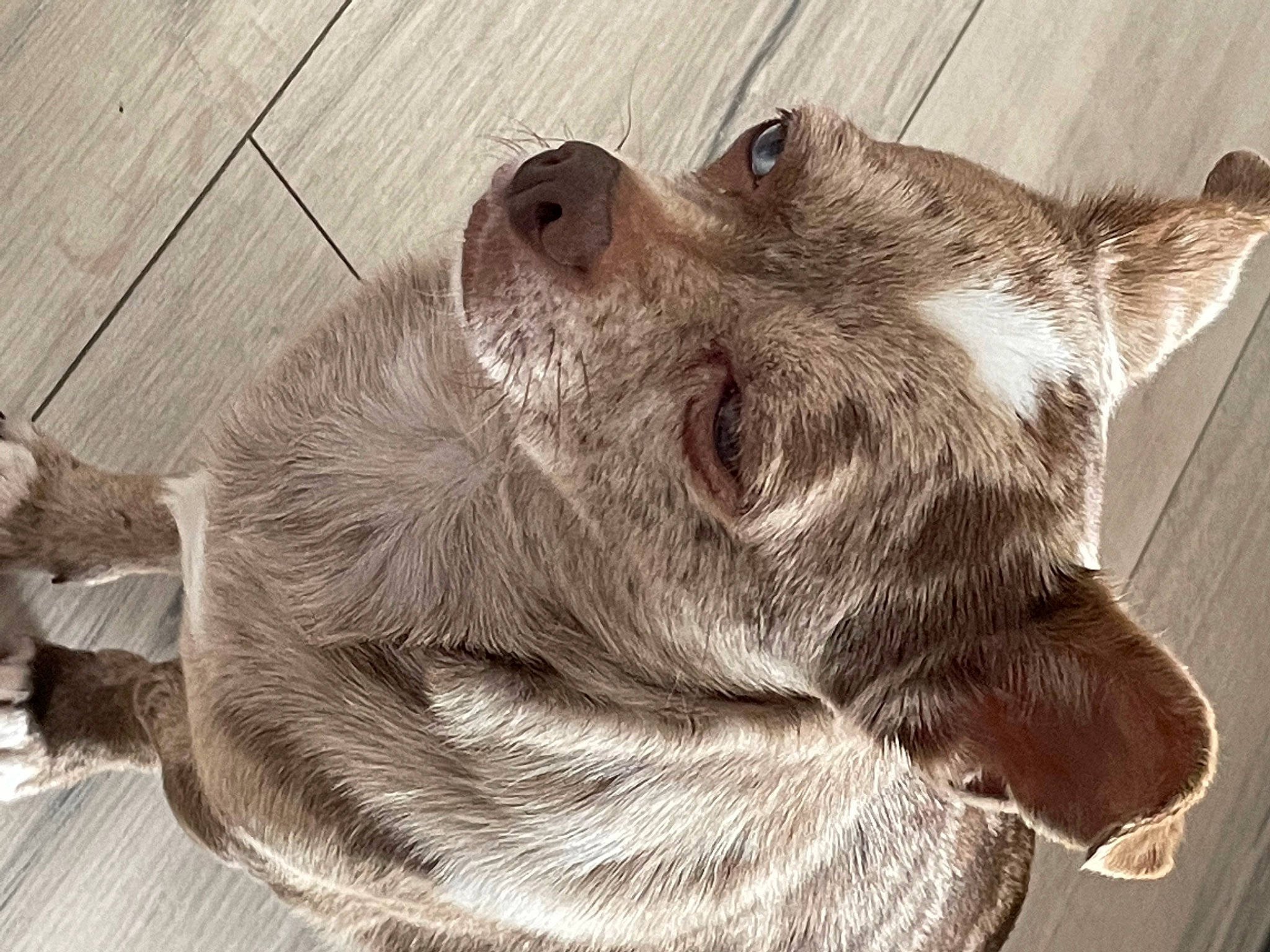 Néon participe au concours pour gagner de l'argent avec cette photo : carnivore, companion_dog, dog, dog_breed, eye, fawn, felidae, fur, grey, jaw, liver, paw, small_to_medium_sized_cats, snout, sporting_group, terrestrial_animal, whiskers, wood, working_animal, yawn