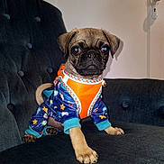 Pedrito is registered to the contest to win money with this photo: puppy, dog, pug, pet, animal, clothing, onesie, blue, orange, stars, indoor, couch, furniture, cute, small, sitting, portrait, looking, face, paw