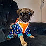 puppy, dog, pug, pet, animal, clothing, onesie, blue, orange, stars, indoor, couch, furniture, cute, small, sitting, portrait, looking, face, paw