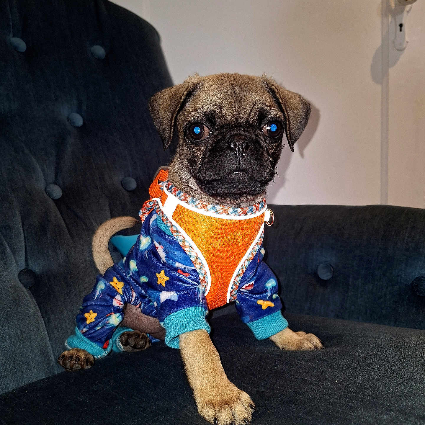 Pedrito is registered to the contest to win money with this photo: puppy, dog, pug, pet, animal, clothing, onesie, blue, orange, stars, indoor, couch, furniture, cute, small, sitting, portrait, looking, face, paw