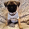 Pedrito is registered to the contest to win money with this photo: puppy, dog, pug, pet, cute, clothing, onesie, bow_tie, fur, blanket, beige, animal, sitting, portrait, indoor, young, small, adorable, face, ears