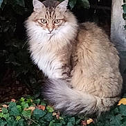 Pinceau a rejoint le concours — aidez-le/la à gagner de superbes lots ! cat, long_hair, fluffy, furry, tabby, brown, cream, green_eyes, sitting, outdoor, garden, plants, foliage, tail, whiskers, ears, portrait, pet, animal, nature