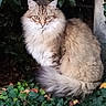 cat, long_hair, fluffy, furry, tabby, brown, cream, green_eyes, sitting, outdoor, garden, plants, foliage, tail, whiskers, ears, portrait, pet, animal, nature