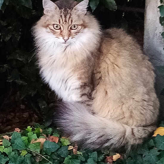 Pinceau a rejoint le concours — aidez-le/la à gagner de superbes lots ! cat, long_hair, fluffy, furry, tabby, brown, cream, green_eyes, sitting, outdoor, garden, plants, foliage, tail, whiskers, ears, portrait, pet, animal, nature