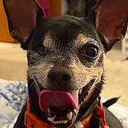 Angel joined the competition — help win amazing prizes! animal, animal_face, black_dog, canine, close_up, collar, cute, dog, domestic_pet, ears, friendly, happy, indoor, one-eyed, orange_collar, pet, portrait, smiling, tongue, tongue_out