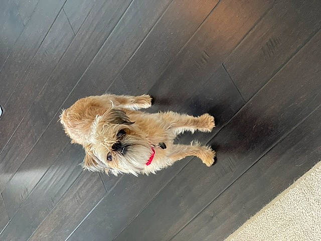 Griff is registered to the contest to win money with this photo: canidae, carnivore, claw, companion_dog, dog, dog_breed, felidae, floor, flooring, fur, hardwood, insect, mouse, paw, small_to_medium_sized_cats, sporting_group, tail, whiskers, wood, wood_stain