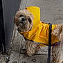 dog, raincoat, yellow, sidewalk, wet, paw_prints, leash, curious, fluffy, small_dog, outdoor, urban, concrete, weather, pet, canine, walking, rainy_day, fur, looking_up
