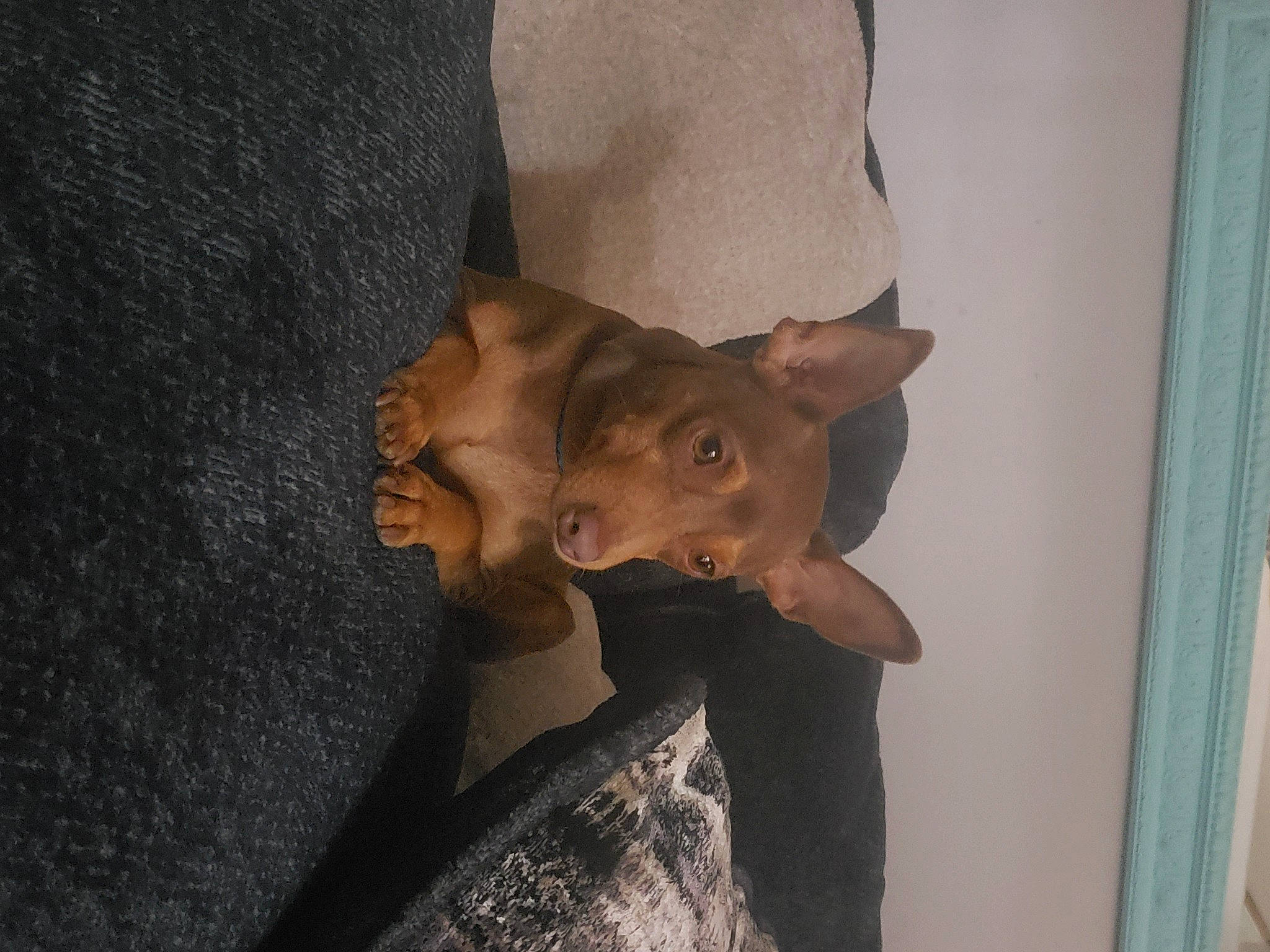 Coco joined the competition — help win amazing prizes! art, artifact, canidae, carnivore, costume, curtain, dog, dog_breed, ear, fashion_accessory, fawn, felidae, fun, fur, gesture, jaw, metal, snout, whiskers, wood