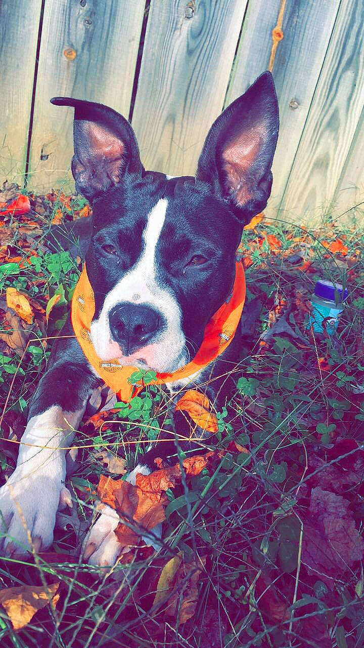 Coop is registered to the contest to win money with this photo: american_staffordshire_terrier, boston_terrier, bull_and_terrier, canidae, carnivore, dog, dog_breed, ear, fawn, grass, mammal, non_sporting_group, nose, plant, snout, sporting_group, whiskers