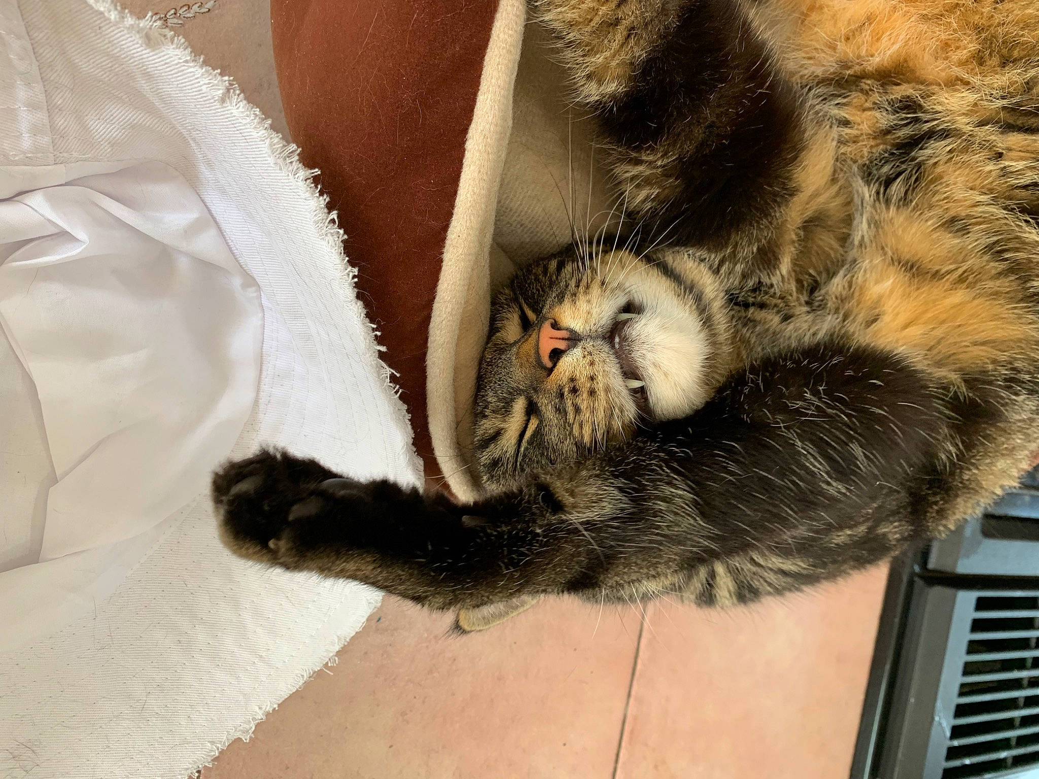 Berry joined the competition — help win amazing prizes! canidae, carnivore, cat, cat_bed, claw, comfort, domestic_short_haired_cat, fawn, felidae, foot, fur, grey, paw, small_to_medium_sized_cats, snout, tail, terrestrial_animal, whiskers, wildlife