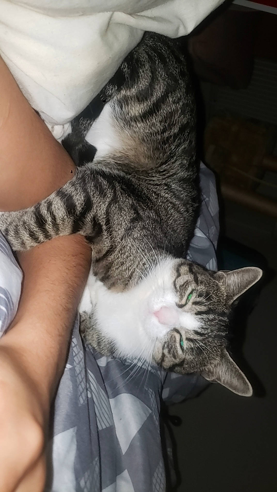 Gyzmo a rejoint le concours — aidez-le/la à gagner de superbes lots ! carnivore, cat, claw, comfort, domestic_short_haired_cat, ear, elbow, felidae, fur, gesture, grey, hug, human_leg, paw, small_to_medium_sized_cats, snout, tail, thigh, whiskers, wrist