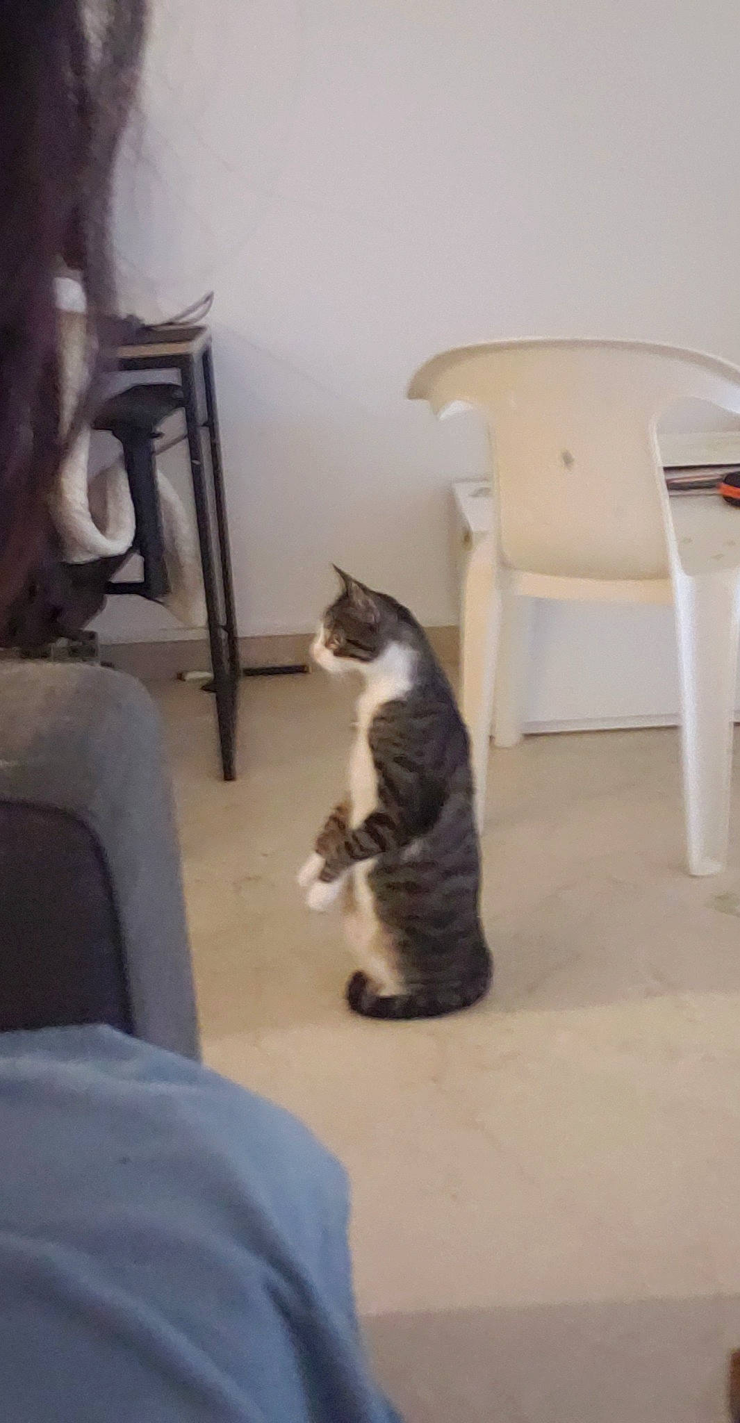 Gyzmo participe au concours pour gagner de l'argent avec cette photo : carnivore, cat, chair, comfort, domestic_short_haired_cat, felidae, floor, flooring, fur, grey, hardwood, laminate_flooring, living_room, room, sitting, small_to_medium_sized_cats, tail, whiskers, wood, wood_flooring