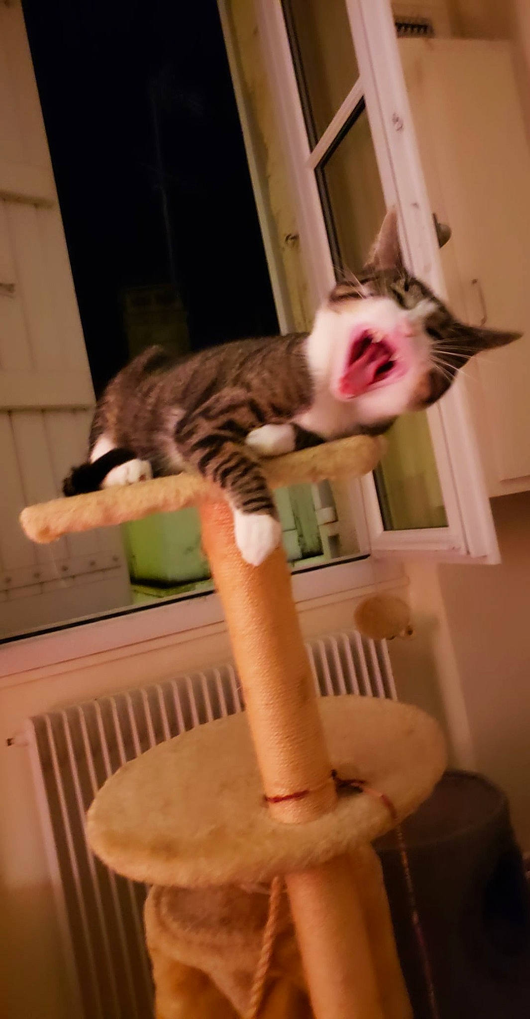 Gyzmo participe au concours pour gagner de l'argent avec cette photo : carnivore, cat, cat_supply, comfort, domestic_short_haired_cat, felidae, fur, mammal, pet_supply, room, small_to_medium_sized_cats, tail, whiskers, wood