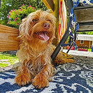 Abbie is registered to the contest to win money with this photo: dog, outdoor, porch, sunlight, happy, tongue_out, fur, pet, wood, chair, patterned_rug, flower_pot, greenery, relaxing, animal, summer, smiling, tongue, nature, domestic_dog